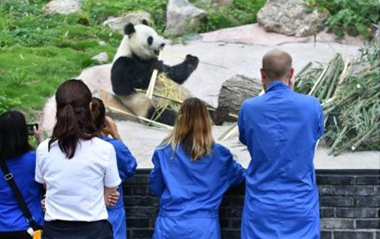 Faire du bénévolat à une base de recherche sur les pandas géants du Sichuan