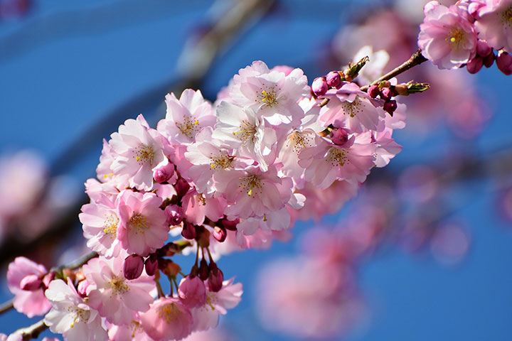 fleurs de cerisier en Chine