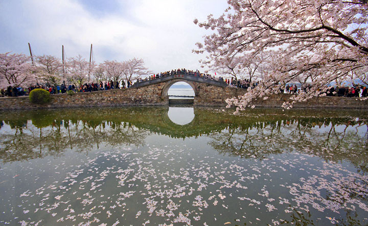 fleurs de cerisier en wuxi