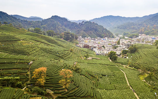 Visite una plantación de té para aprender cómo los agricultores locales cultivan y producen té