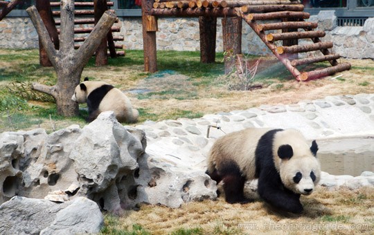 Beijing Zoo and Panda Exhibit