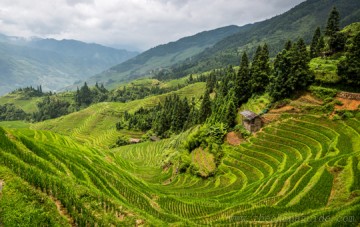 Longji-Reisterrassenfelder