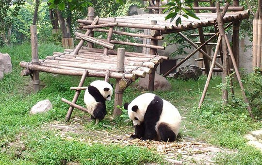 He aprendido cortesía Maravilloso Centro de Investigación y Cría del Panda Gigante de Chengdu - Chengdu Guía  de viajes