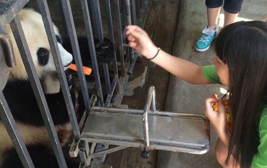 Dujiangyan Panda Valley'Volunteer