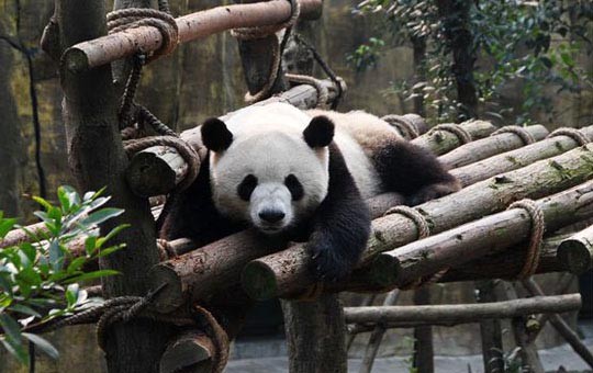 Dujiangyan Panda Base