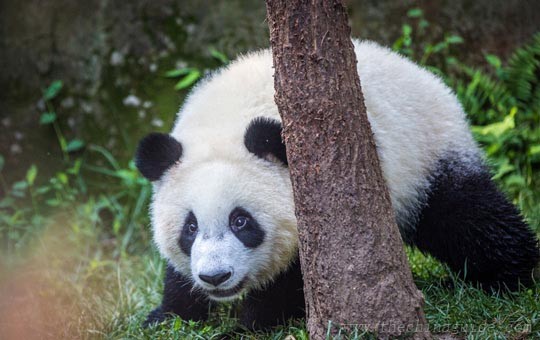 Chengdu panda base