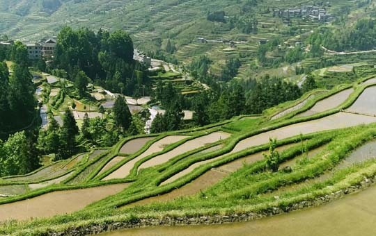 Rice Terrace