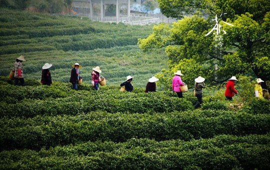 Tea picking