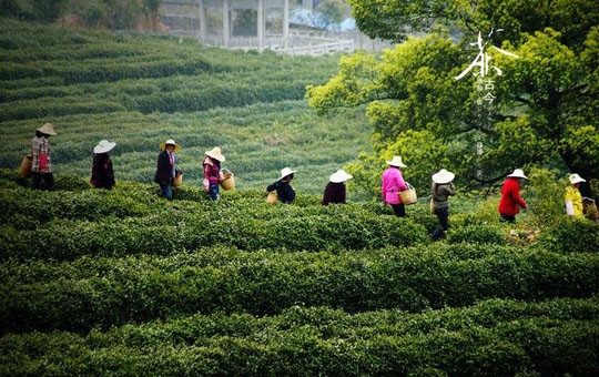 Tea picking