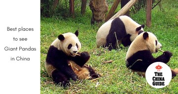​Best Places to See Giant Pandas in China