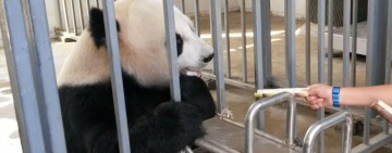 Pandabärpflege in der Dujiangyan Pandastation