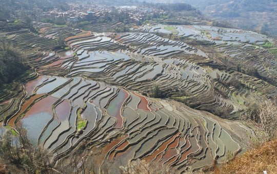 Rizières en Terrasses des Hani