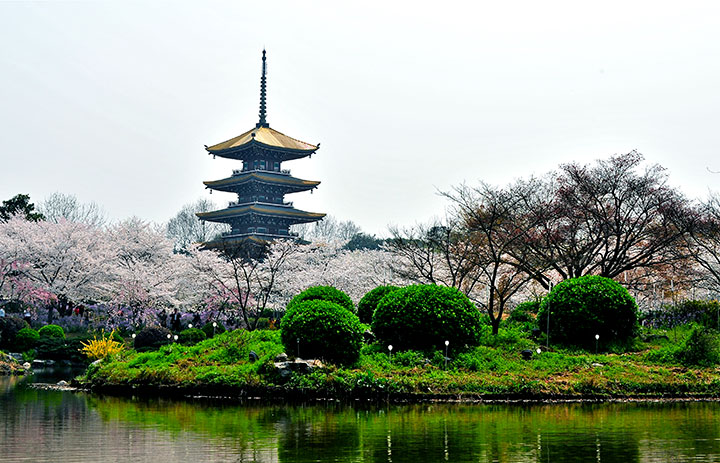 Parc de fleurs de cerisier du lac de l'Est (Wuhan)