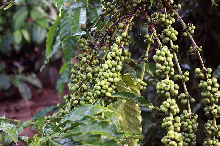 coffee plant