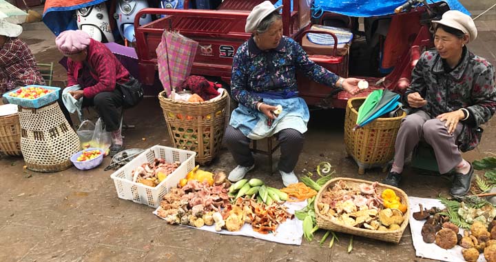 Locaux vendant des champignons cueillis dans les montagnes environnantes, vieille ville de Shaxi