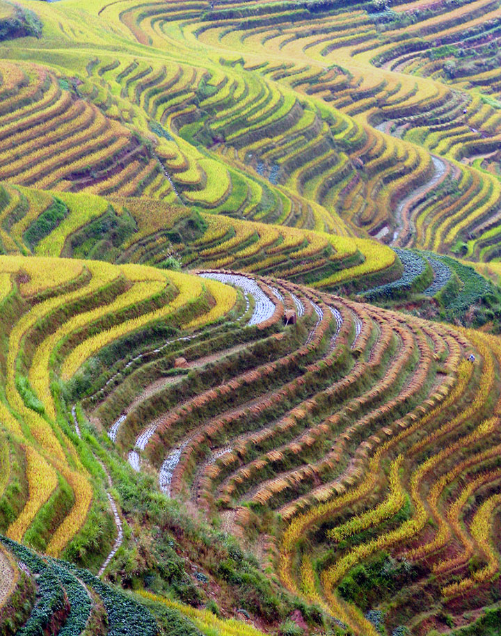 Terrazas de arroz de Longji