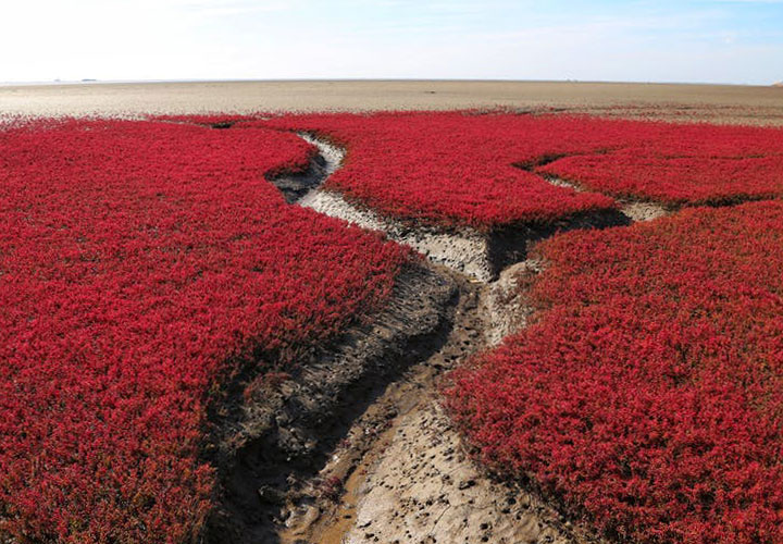 red beach in panjin