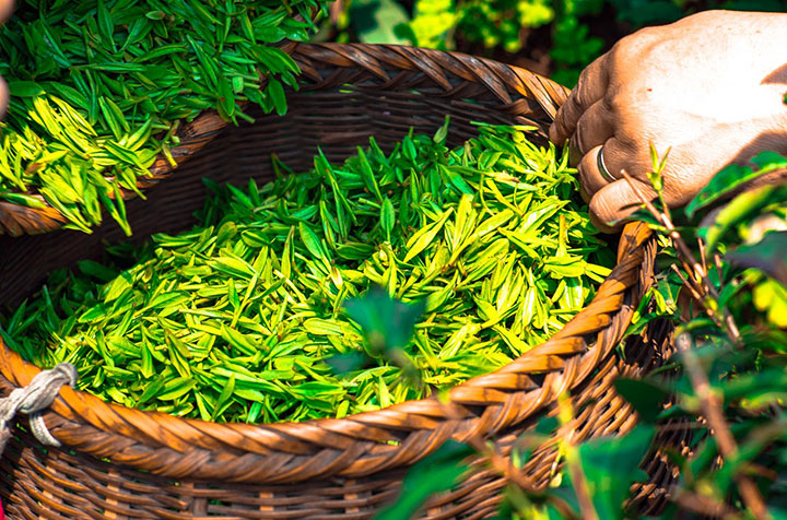 chinese tea