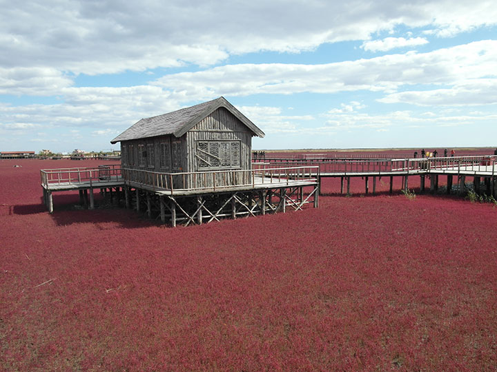 panjin red beach in liaoning