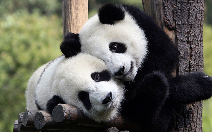 chengdu pandas